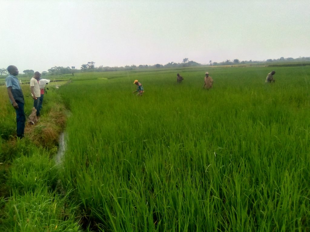 L&rsquo;agriculture en RDC: un secteur clé pour le développement